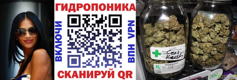 Каннабис семена  Афипский 